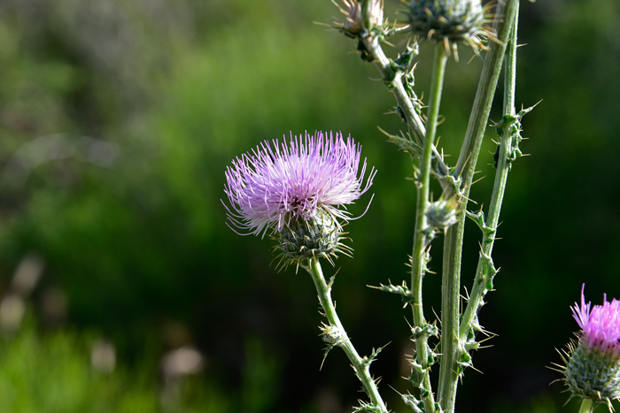 New Mexico Thistle flowers may be pink, purple, lavender or rarely white; solitary or 2 or 3 flower heads are surrounded by sharp spine tipped bracts or phyllaries. Cirsium neomexicanum 